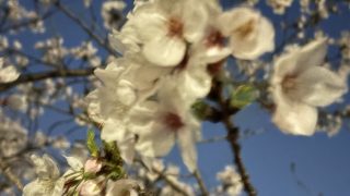 Thumbnail of post image 162