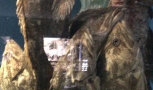Thumbnail of post image 137
