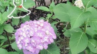 Thumbnail of post image 145