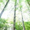 プラネタリウムに岡本太郎!川崎市多摩区の「生田緑地」が実はスゴイ! | icotto(イ