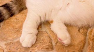 Thumbnail of post image 184