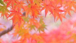 Thumbnail of post image 058