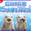 鳥羽水族館ラッコ水槽ライブカメラ①