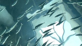 Thumbnail of post image 104