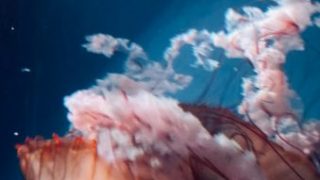 Thumbnail of post image 136