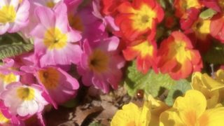 Thumbnail of post image 030