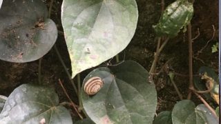 Thumbnail of post image 181