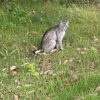 お猫さまと仲良くなりたい🐈 | レズ風俗キャストかほブログ