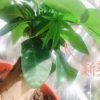 花子は今日もとっても元気です🌱とお知らせとシフトと | レズ風俗キャストあやかのブロ