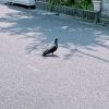 ◎春ッてワケ🌷🌸__けい | レズ風俗キャストけいのブログ