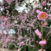 スケジュール更新のお知らせ | レズ風俗キャスト愛理（あいり）のブログ