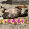 ‐今日はオフ！だったのに…(´｀)‐ | レズ風俗キャストしきブログ