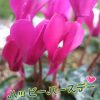  -1/14☆お誕生日おめでとうございます！(*ˊᗜˋﾉﾉ*✭- : しきブログ