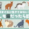 もしもあなたが猫だったら診断 | ホイミー