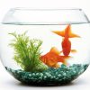 焼酎カクテル「金魚」はビジュアル系⁈ SNS映えする「金魚割り」の作り方|たのしいお