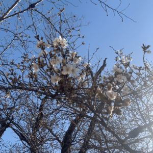 桜 2021