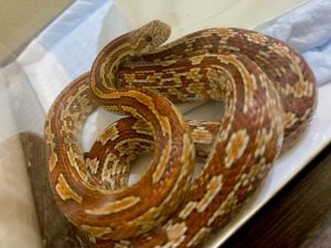 コーンスネーク