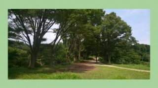 Thumbnail of post image 110