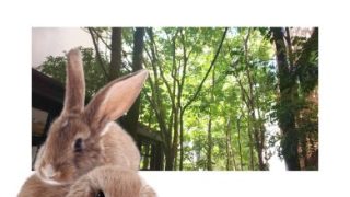 Thumbnail of post image 170