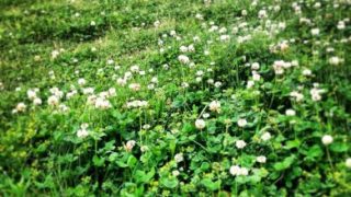 Thumbnail of post image 081