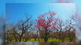 Thumbnail of post image 031
