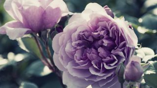 Thumbnail of post image 141