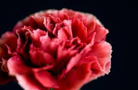 Thumbnail of post image 177