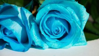 Thumbnail of post image 070