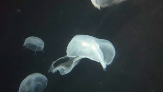Thumbnail of post image 062