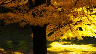 Thumbnail of post image 155