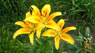 Thumbnail of post image 178
