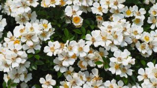 Thumbnail of post image 092